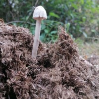 Panaeolus antillarum (Fr.) Dennis